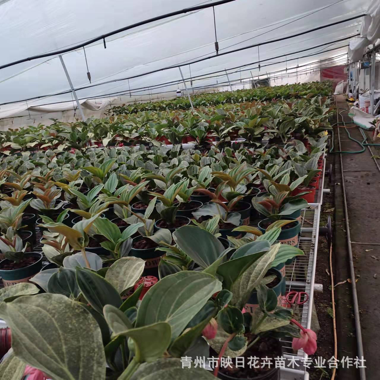 46add421c259a79f34669291d597d3