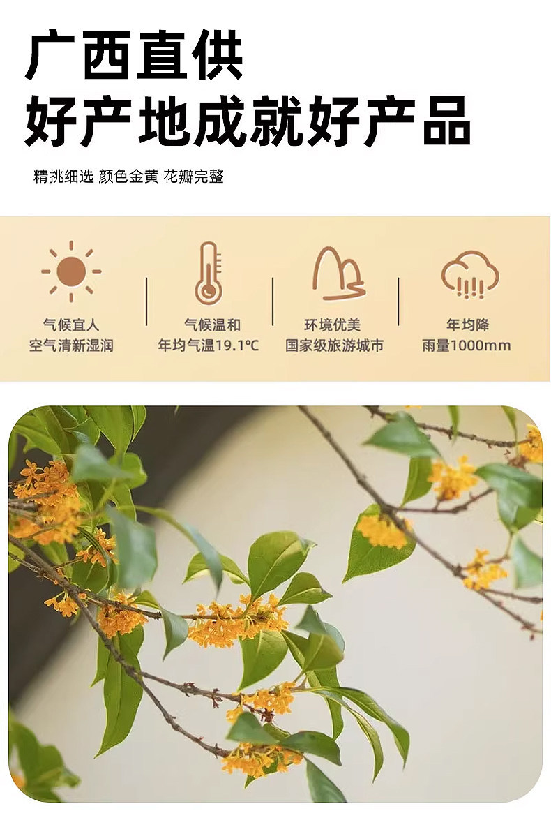 Premium Dried Osmanthus Flowers Gui Hua 花茶 Herbal Tea Blend with Red Date Slices and Dried Ginger for Warming Daily Brews overview