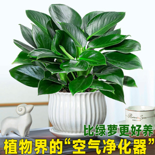 �������ֲ���K��荾G�}�jˮ����~�Gֲ�����k���҃ȑ��˻��ܽ��
