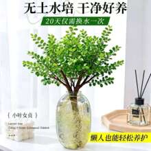 �҃�ˮ��GֲС�~Ůؑ�r��֦�廨�͏d��������[���Gֲ�L�ں��B�o