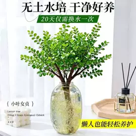 盆栽;乔木;灌木