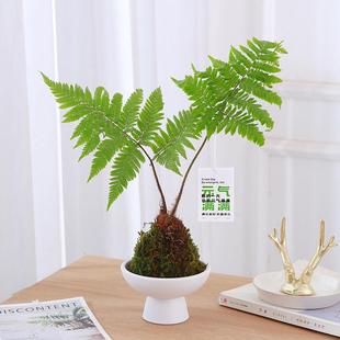 Red Phosphorus Fern Potted Moss Ball Indoor Humidification Hydroponic Plant One-Leaf Fern Evergreen Foliage Chinese Zen Style