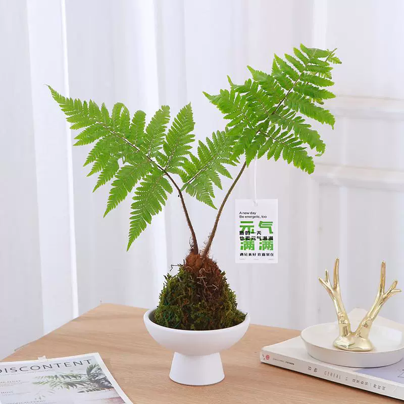 Красный фосфорный папоротник в горшке, моховой шар, увлажнение в помещении, гидропонное растение, однолистный папоротник, вечнозеленое лиственное растение, китайский стиль дзен