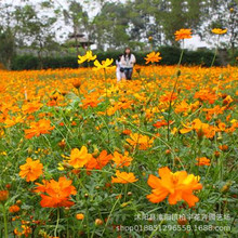 AշNӸɣNS˹ջͥԺ^GܲݻN