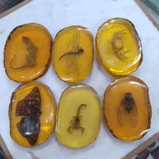 �S�����l������Ϟ���x�˱��˹��x��W���^���ϐ�������r�[���Ѽ�