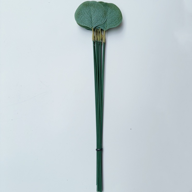 단일 유칼립투스 잎