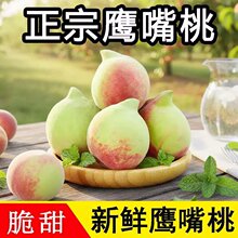 广东水果鹰嘴桃产地直供现摘脆甜鹰嘴蜜桃商超水果店整箱批发现货