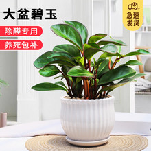 ��߅����ֲ����X��ֲؐ���҃ȳ��G�����k���҃����՚�С�Gֲ