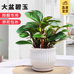 ��߅����ֲ����X��ֲؐ���҃ȳ��G�����k���҃����՚�С�Gֲ
