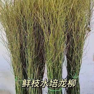 Fresh Dragon Willow Branches Hydroponics with Toothed Dry Branches Indoor Living Room Decoration Green Plants Good for All Seasons Fresh Branches Hydroponic Long Roots
