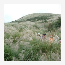 牧草种子野芒草种子四季种南方北方种植野草植物易种草籽产量高