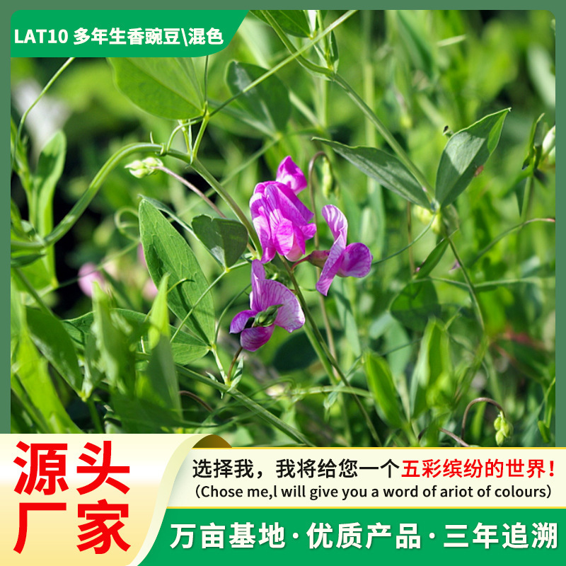 Sweet Pea Flower Seeds Butterfly Cut Flower Pea Flower Seeds Courtyard Landscape Flower Sea Potted Perennial Climbing Flower