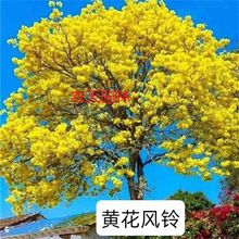 ̩���S���L⏘�����L�ľ���ϻ��L�ͥԺ�����^���L����໨��