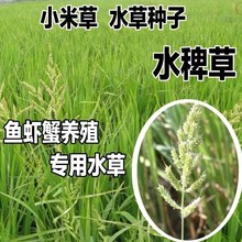 水稗草种子小米草子高产水草耐水淹耐旱湖南稷子养殖鱼虾蟹牧草籽