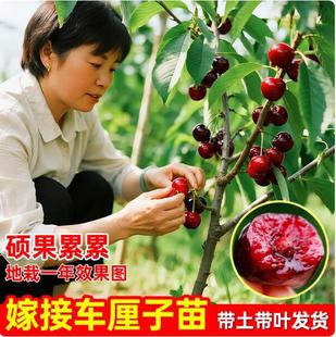 ����܇���Ә������ڙ��Ҙ��m��������ȫ�ϱ����Nֲ�Ĵ������ͺ�