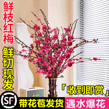 �t÷ˮ��ֲ���֦ѩ��ˮ�B�r����÷���r֦�������҃ȿ͏d�Gֲ����