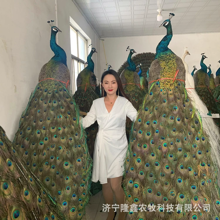 Павлин ферма для продажи экземпляр павлина ремесла дома офис пол павлин украшения павлин