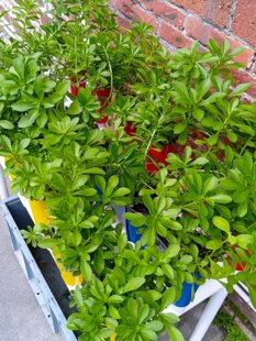 �̨��픺��s�N���B����ϫ�Nֲ���~�˹���ϵ�y�Ԅӝ�ˮ�Nֲ��