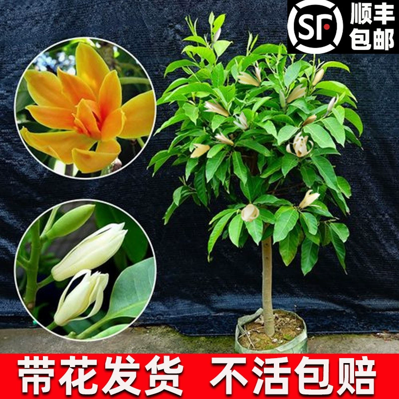 Белая орхидея в горшке с саженцами магнолии цветочный внутренний двор с бутонами