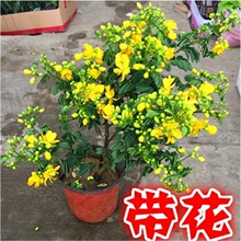 黄金梅盆栽多年生木本秋季冬季耐寒观花植物花卉带花苞发黄金雀苗
