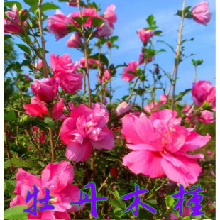 һ�����lľ�Ȼ����煲���ذ�ľ�Ș�ͥԺ�����ͺ��G���L������Сľ