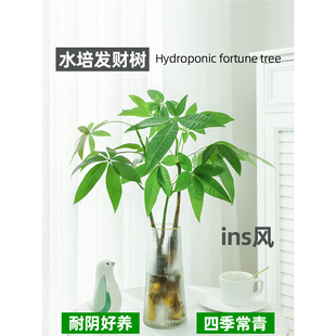 �lؔ�������҃�ˮ��Gֲ��ˮ�B�����k��������С�����ؔ�[�����B