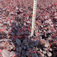 红花檵木 红花继木 红花檵木毛球 红花檵木杯苗 规格齐全