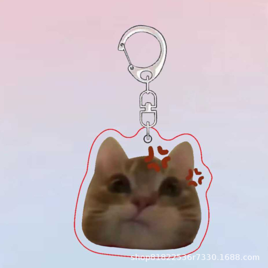 투약 고양이 B6678