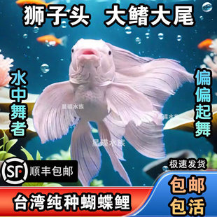 ̨�����w�������^�p�~��ˮ�~������ˮ�{�^�Lβ�\���~���w���]