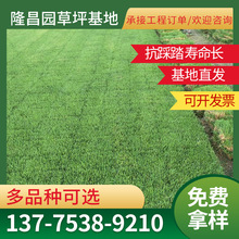 南京草坪种植养护 承接草皮施工绿化工程 带泥土真草坪草皮草卷