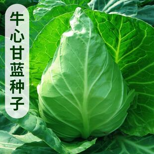 ţ�ĸ��{��������{�N���Ѱ��˷N���ͺ��͟ᴺ���ﶬ�ļ��߲˷N��