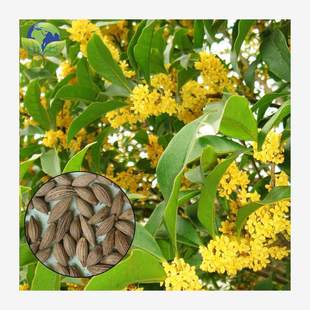 𻨷N  y   ɰļN 20b