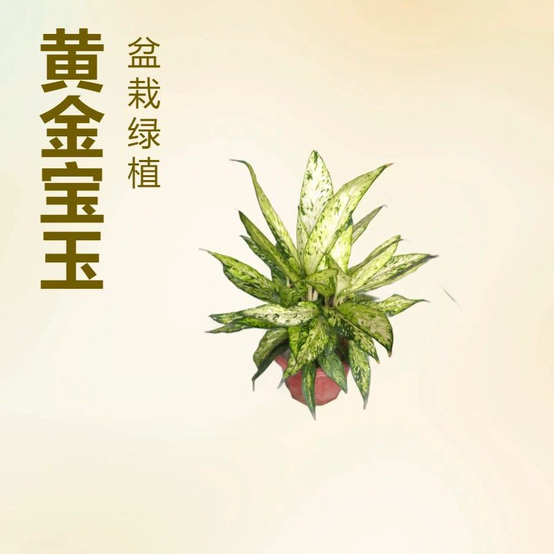 Исходная база комнатные садовые цветы зеленые горшечные растения оптом золото Баою вечнозеленый 230 чашек 5 Горшков