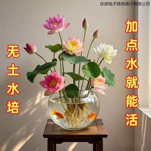 ��ɏ�N�߲������ɫˮ�໨��ˮ�B�ļ�ɏ���ɻ��Nɏź�Gֲˮ��ɏ��