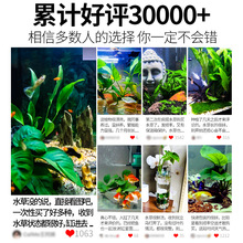 鱼缸水草植物造景套餐真鱼草活体懒人莫斯增氧阴性蜈蚣草沉木水榕