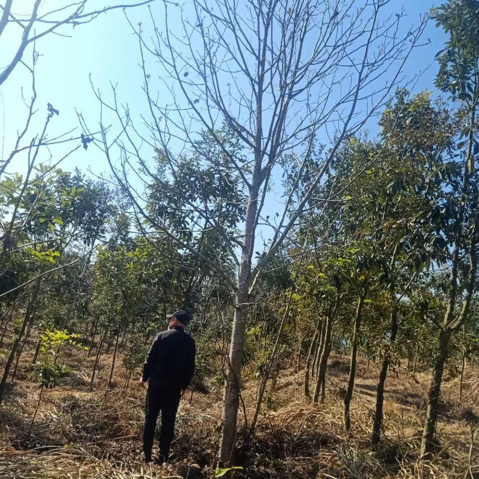 Дерево Магуа, конский каштан, саженцы дерева Магуа, дерево Магуа 5cm Дерево Магуа 15cm саженцы конского каштана