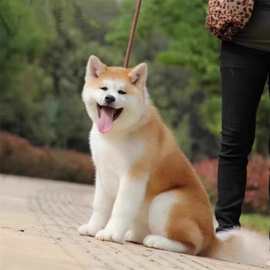 纯种秋田犬幼犬活体宠物狗狗双血统日本秋田犬幼崽活物秋田出售