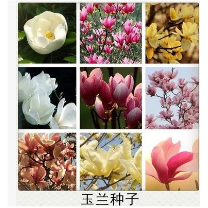 玉兰种子 籽 白玉兰 黄玉兰 广玉兰 红玉兰 紫玉兰 新玉兰树种子