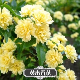Yellow Wood Fragrant Flower Seedlings Climbing Wall Plants Courtyard Cold-Resistant Vine Rose Potted Florals Fragrant All Year Round White Red Wood Fragrant