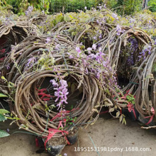 �����Ȼ�G�����ٻ������٘��������辰�@�־G��������ľ��Ԯֲ��