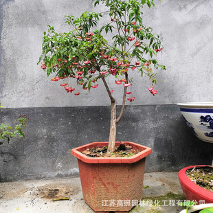 ����lì���Ի��ܾGֲ�_��ͥԺ�辰��z����������