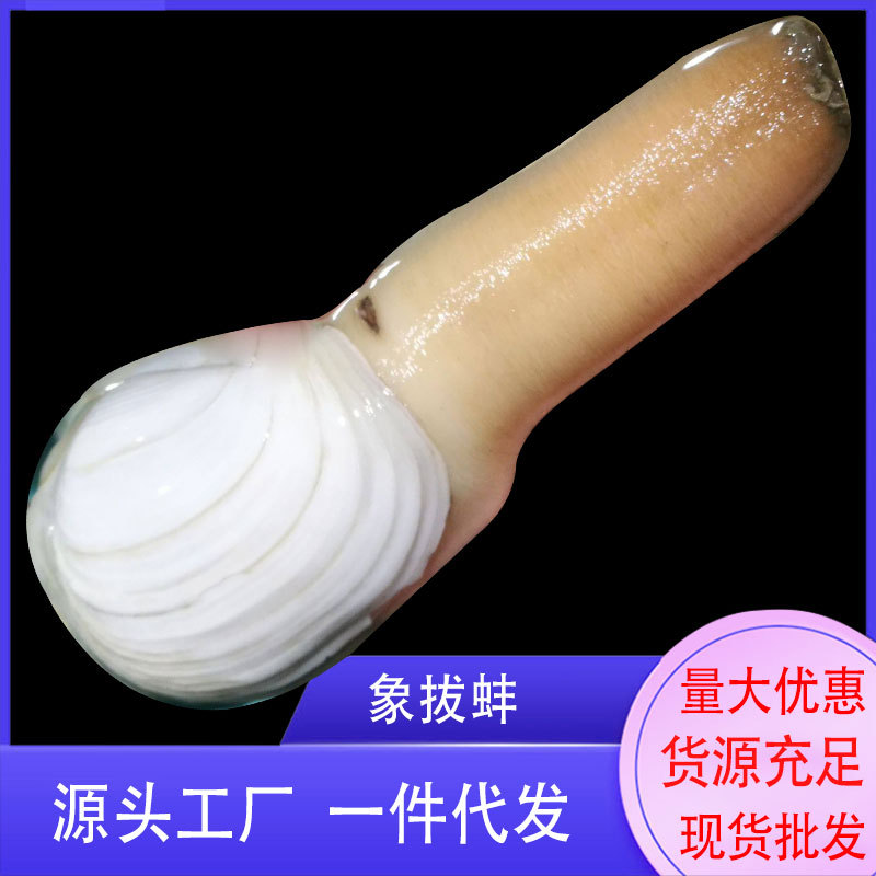 批发象拔蚌去壳去脏纯肉新鲜深海刺身冷链液氮锁象鼻蚌商用酒店材