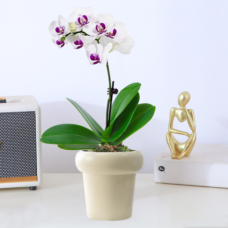 orquídea mariposa con brotes de flores planta en maceta sala de estar orquídea planta de interior flores en todas las estaciones buena para alimentar dendrobium orquídea planta verde image 18