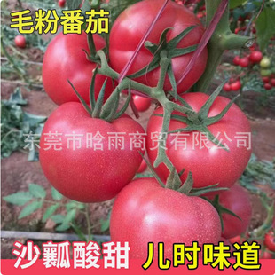 ƷNëۼtѴtNӷNͥԺ߲rļ߮a