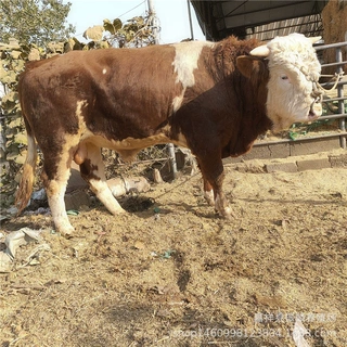 涨势快的小牛犊牛苗西门塔尔牛 肉牛育肥牛可运输货到付款