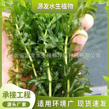 承接各种水生植物苦草菹草眼子菜狐尾藻水草批发园林净水修复工程