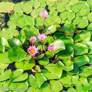 ���羳��؛��ˮ��ֲ���������N��˯ɏ�ѻ��~�J���S���JȔˮ�[���~