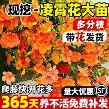 ٴͺֲļ_ͥԺGֲϘͥԺ̨