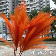 �¿�����JȔ���S��12�^�JȔ ����tɫ��ˇ��Y�����bٻ����l