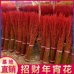 银柳真花鲜枝喜庆花卉彩红色银柳干花彩色柳枝花卉室内装饰花招财